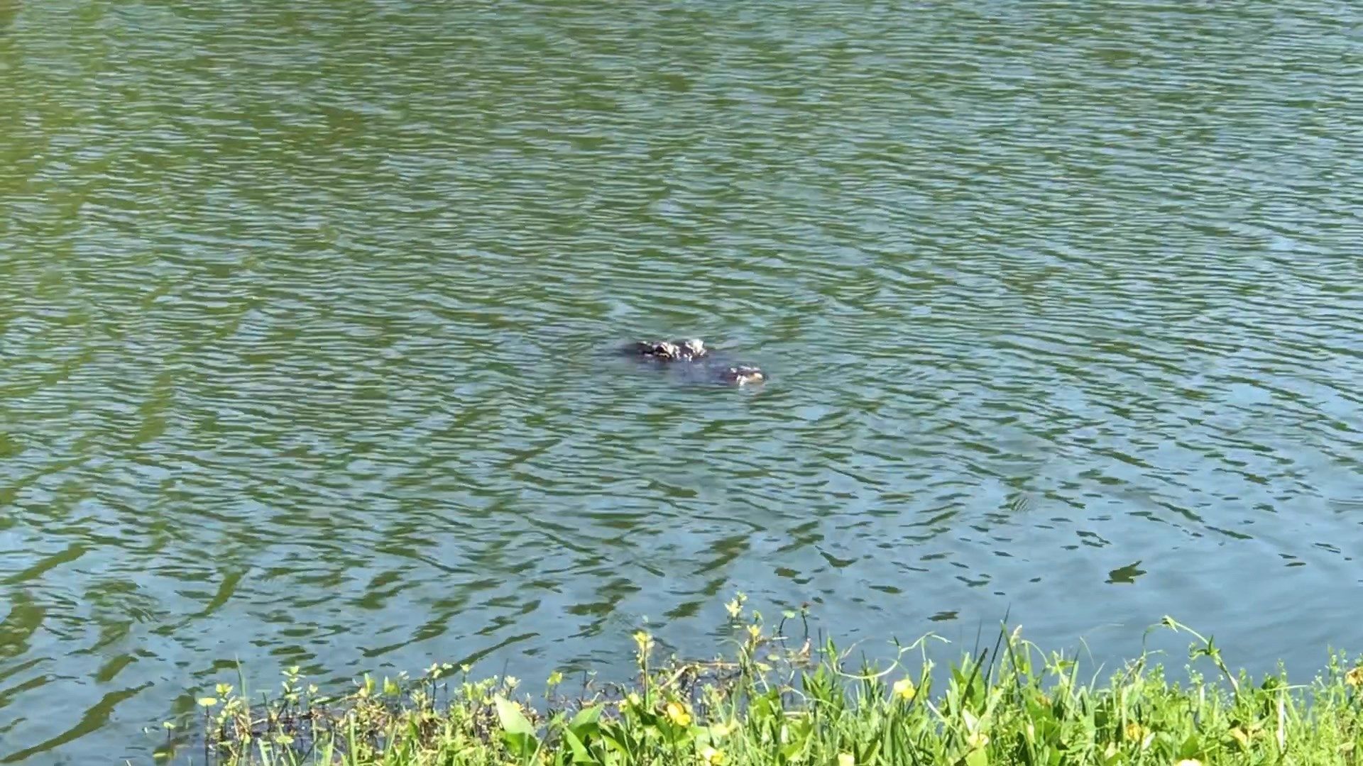 Alligators more active as gator mating season underway - Suncoast News