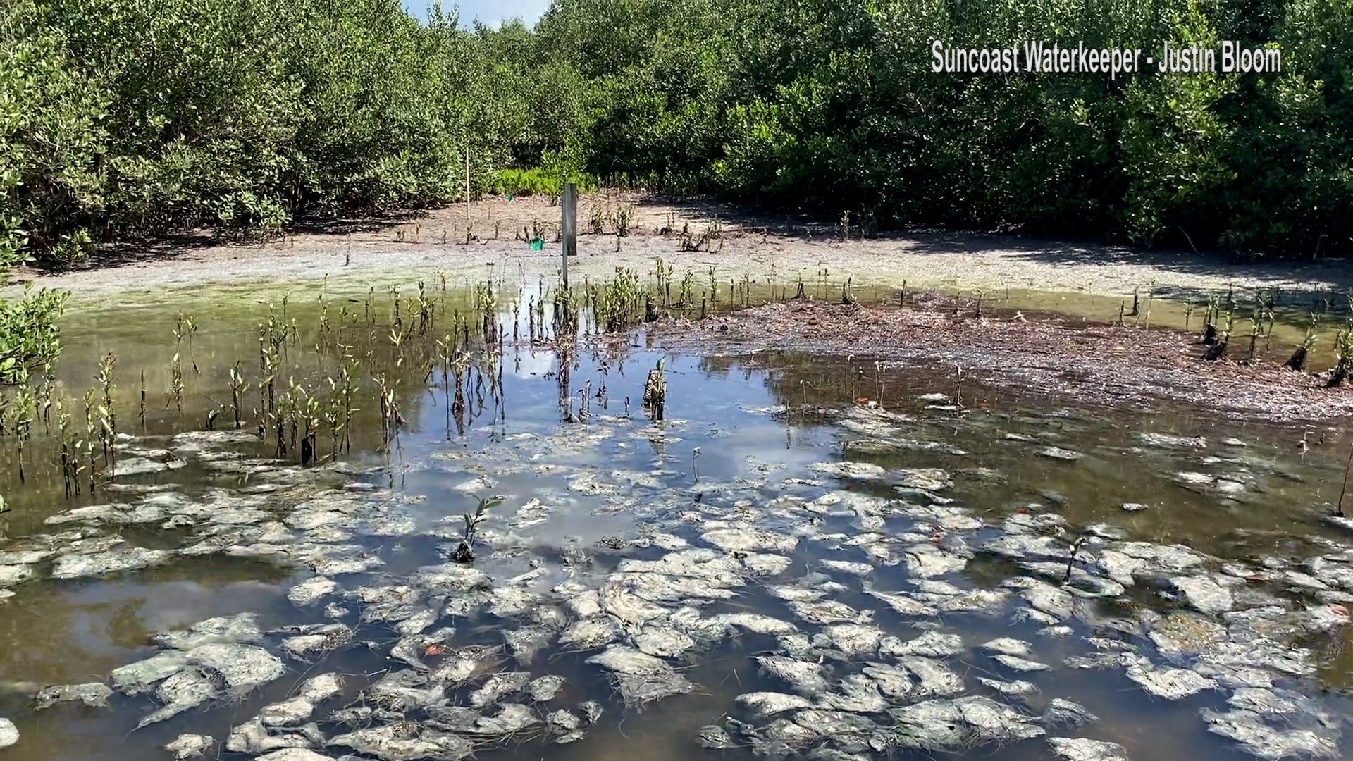 An estimated 25.8 million gallons may have leaked through a Longboat ...