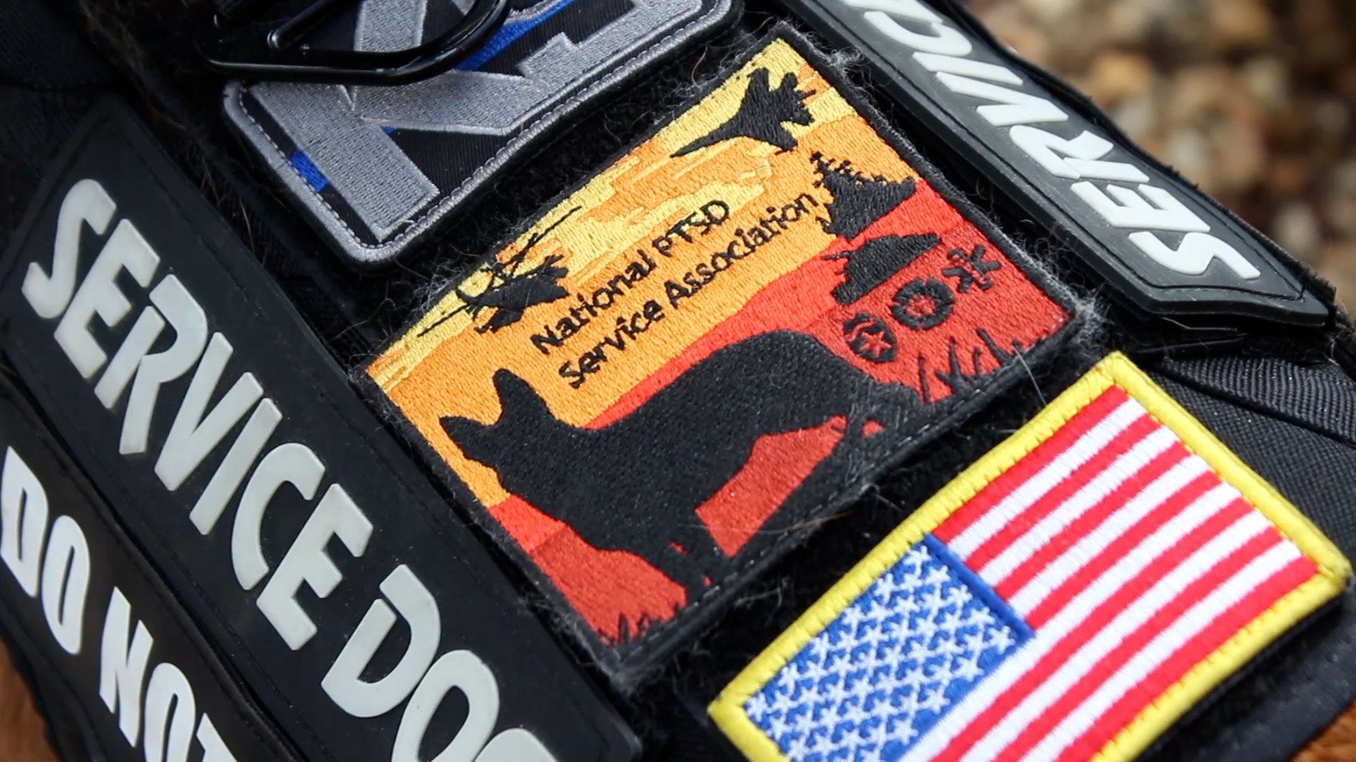 Suncoast non-profit helping veterans open up to a furry friend