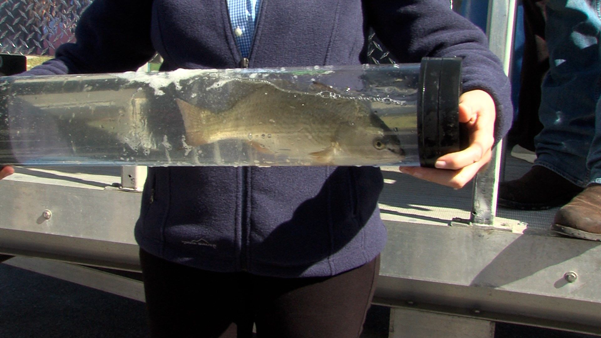 2,000 red fish were released in Manatee County today - Suncoast News